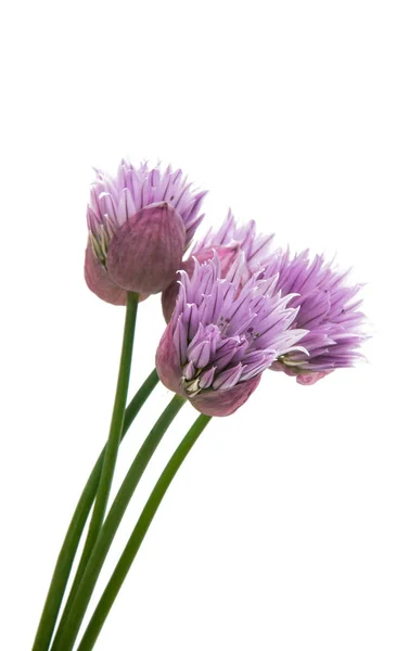 Lilas fleur isolée — Photo