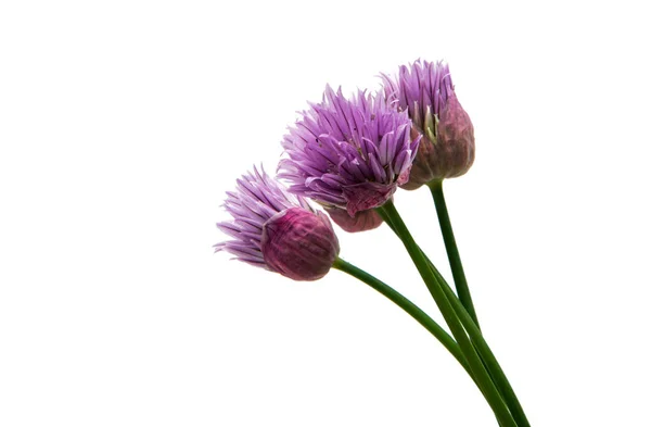Lilas fleur isolée — Photo