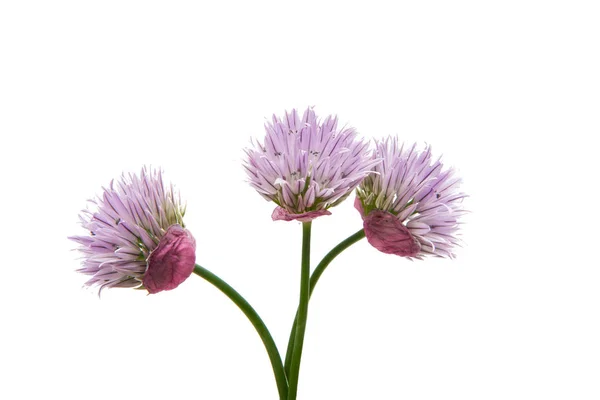 Flor lilás isolada — Fotografia de Stock