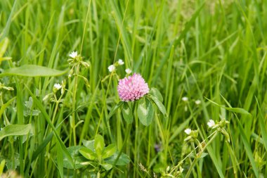 Bir çayır üzerinde büyüyen yonca