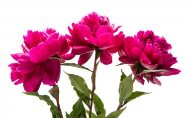 Şakayık zerafet çiçek izole 