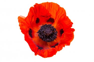 izole kırmızı gelincik 