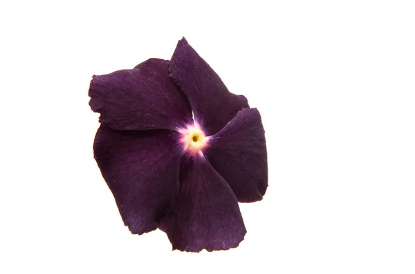 Цветок флокс изолирован — стоковое фото