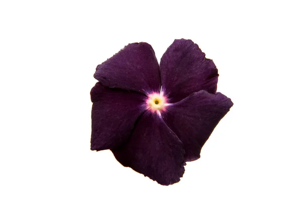 Flor floja aislada — Foto de Stock