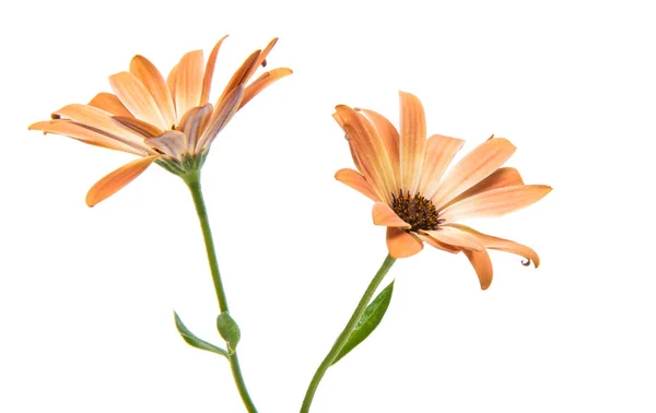 Marguerites du Cap isolées sur fond blanc — Photo