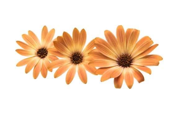 Cape daisies isolated on white background — Stock Photo, Image