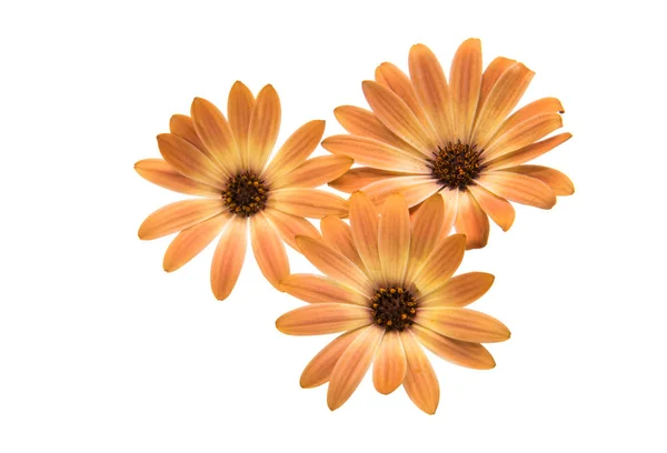 Cape daisies isolated on white background — Stock Photo, Image