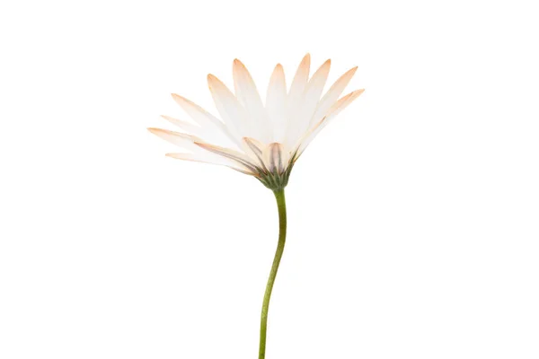 Cape daisies isolated on white background — Stock Photo, Image