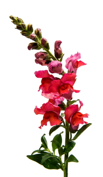 Flor de snapdragon isolado — Fotografia de Stock