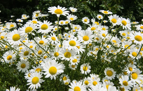 Camomille poussant sur un lit de fleurs — Photo