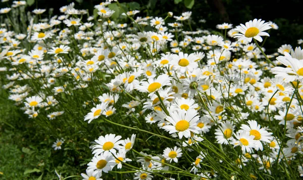 Camomila crescendo em um canteiro de flores — Fotografia de Stock