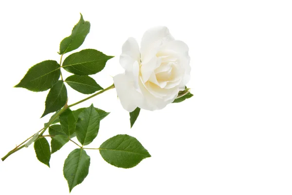Λευκό τριαντάφυλλο απομονωθεί — Φωτογραφία Αρχείου