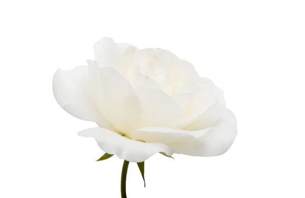 Rosa blanca aislada — Foto de Stock