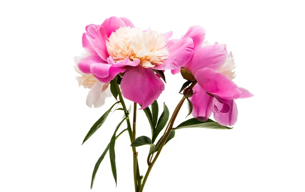 Pivoine élégance fleur isolée — Photo