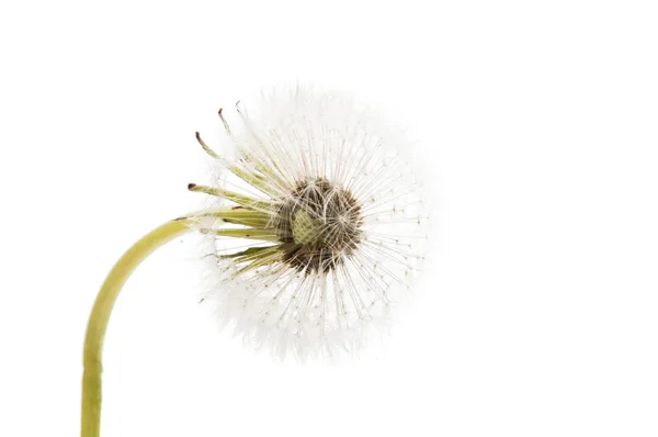 Dandelion ( seed head) isolated — Stock Photo, Image