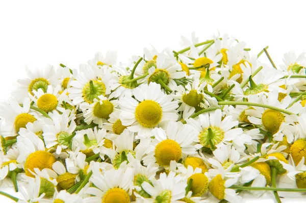 Medical daisy isolated — Stock Photo, Image
