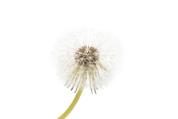 Dandelion ( seed head) isolated — Stock Photo, Image