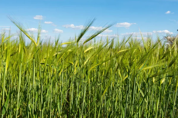 Field with green wheat against the blue sky — Stock Photo, Image