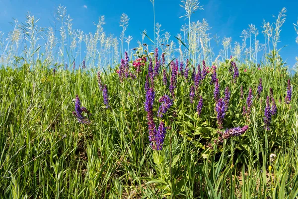 Frühlingswiese blüht — Stockfoto