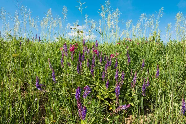 Primavera pradera floreciendo — Foto de Stock