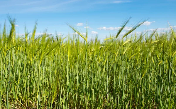 Pole s Zelená pšenice proti modré obloze — Stock fotografie