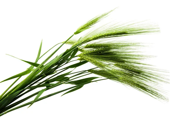 Buğday yeşil kulaklar — Stok fotoğraf