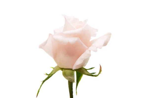 Λευκό ροδαλό λουλούδι — Φωτογραφία Αρχείου