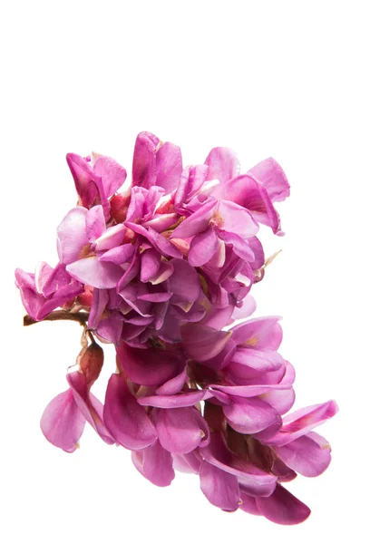 Pink acacia flowers — Stock Photo, Image