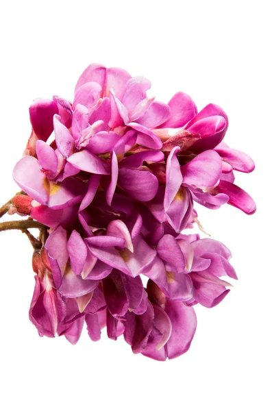 Pink acacia flowers — Stock Photo, Image