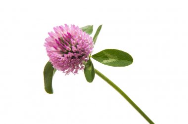 Kırmızı yonca (yonca pratense) izole 