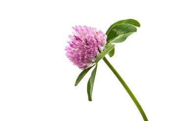 Kırmızı yonca (yonca pratense) izole 