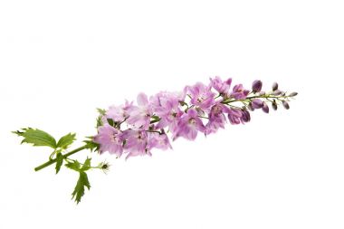 pembe Delphinium izole 