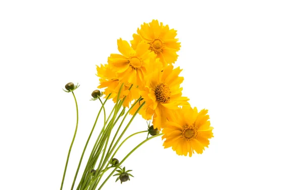 Fiore giallo coreopsis isolato — Foto Stock