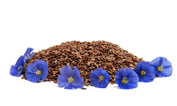 Bllue flax flower with seeds isolated — Stock Photo, Image