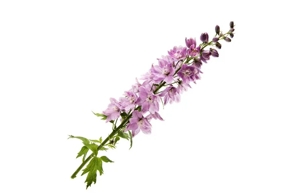 Pink Delphinium isolated — Stock Photo, Image