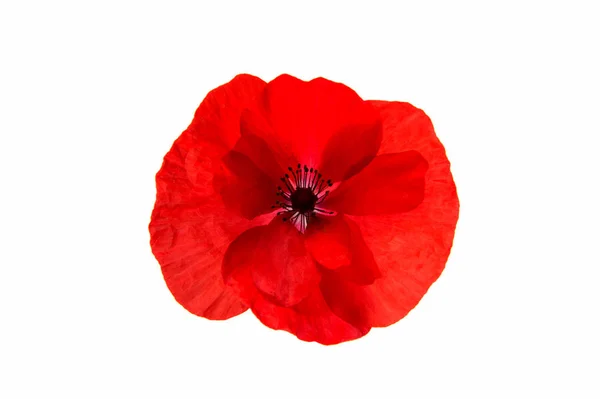 Mooie rode papaver geïsoleerd — Stockfoto