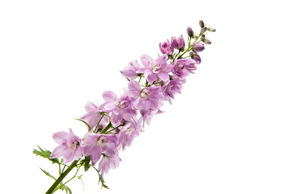 Rosa Delphinium isolerade — Stockfoto