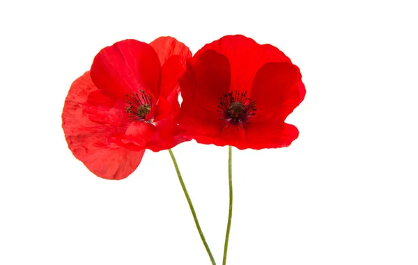 Mooie rode papaver geïsoleerd — Stockfoto