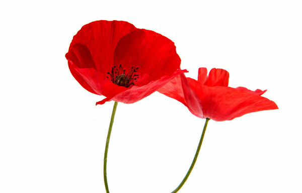 Beautiful red poppy isolated 