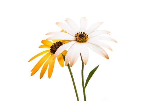 Marguerites du Cap isolées — Photo