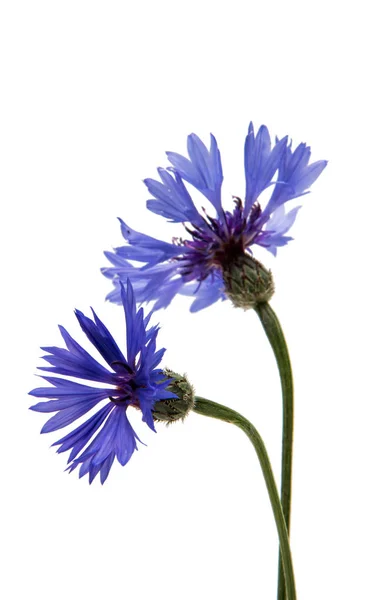 Cornflower blue isolated — Stock Photo, Image