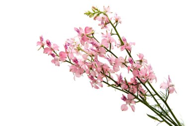 kır çiçekleri izole 