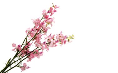 kır çiçekleri izole 