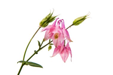 izole aquilegia çiçek 