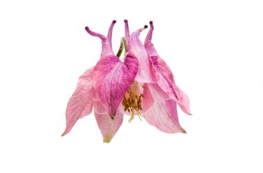 izole aquilegia çiçek 