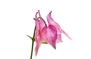 izole aquilegia çiçek 