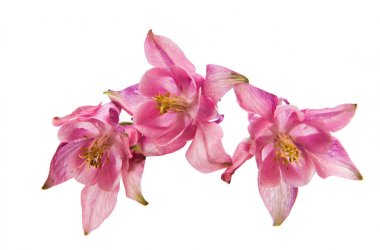 izole aquilegia çiçek 