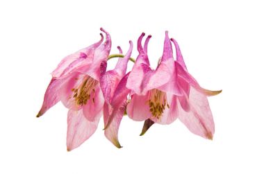 izole aquilegia çiçek 