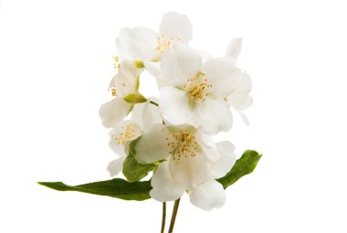 buket Yasemin çiçek 