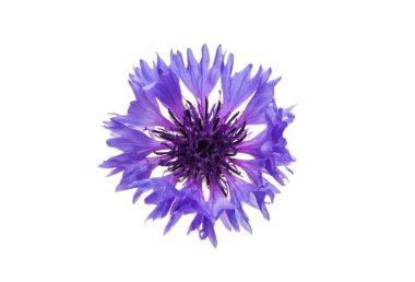 Peygamber Çiçeği güzel izole 